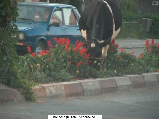 iaca si jitzaca!!! fir intins !!!